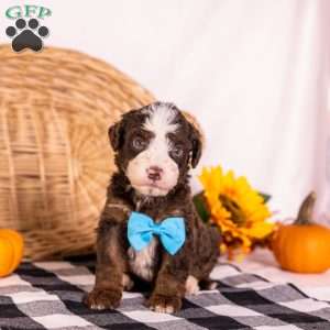 Hawk, Bernedoodle Puppy